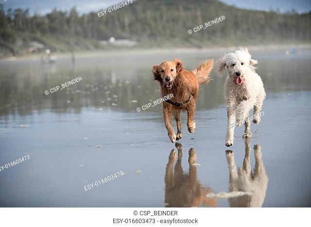 Two dogs run on beach 3