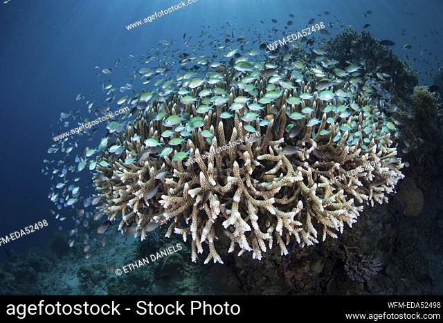 Blue-green Chromis over Coral Reef, Chromis viridis, Komodo National Park, Indonesia