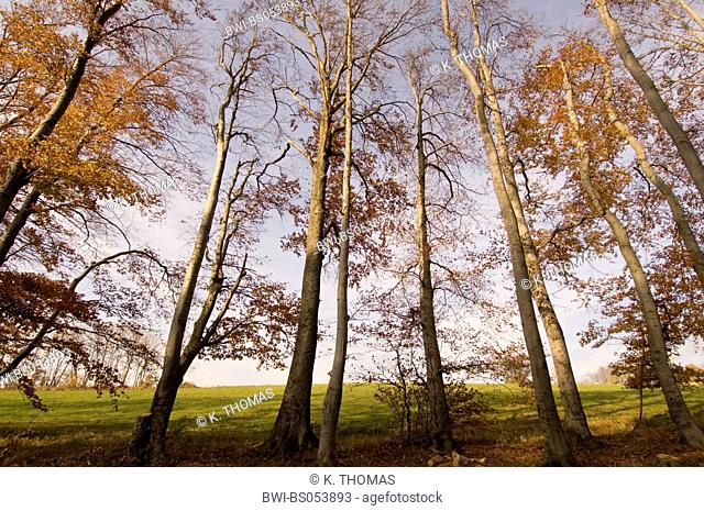 forest in autumn, red beech, fagus sylvatica, Austria, Vienna, Wienerwald