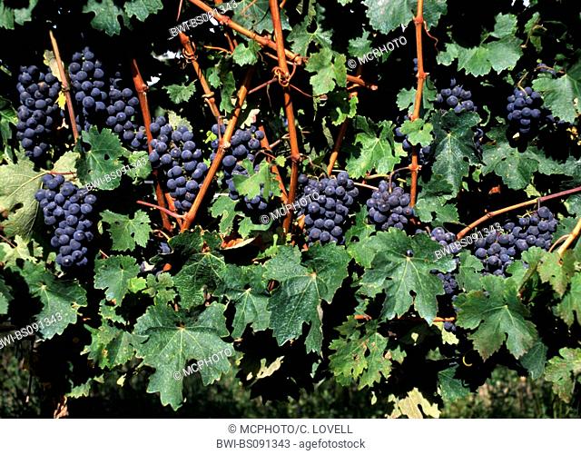 grape-vine, vine (Vitis vinifera), MERLOT GRAPES ripening on the VINE, USA, California, Monterey County