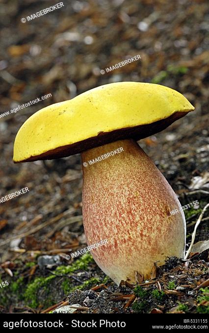 Spotted stem fungus (Boletus erythropus var. junquilleus), dotted stem bolete (Boletus luridiformis), Mushroom, Netherlands
