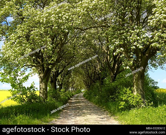 Flourishing Swedish avenue of flourishing flourberry trees from 1910 near Kefferhausen, Eichsfeld, Thuringia