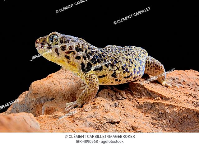 Frog-eyed gecko (Teratoscincus roborowskii), captive, China