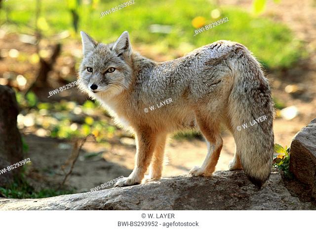 Corsac fox (Vulpes corsac), standing on a rock