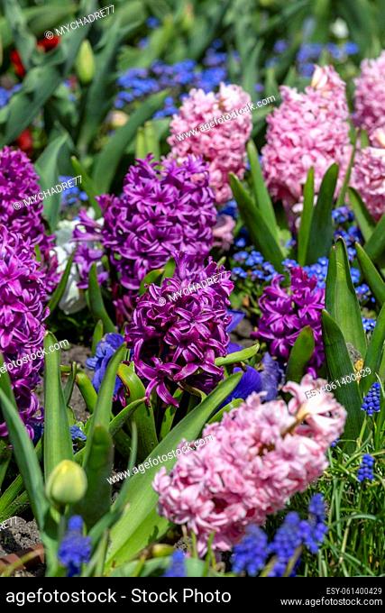 Purple flowers of blooming Hyacinths in the garden, springtime