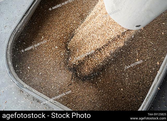 RUSSIA, ZAPOROZHYE REGION - MAY 16, 2023: Wheat pours into a railway car at a grain storage facility in the village of Akimovka, Melitopol District