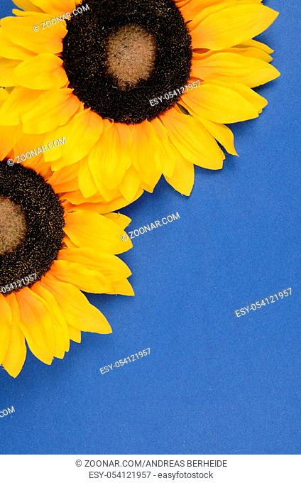 Two sunflowers on a blue background with space for text