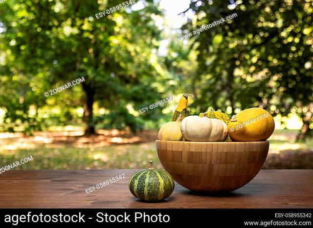 some colorful pumpkins on a wooden table in the undergrowth in autumn