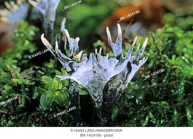 Candlestick fungus, Candlesnuff fungus, Carbon antlers, or Stag's horn fungus (Xylaria hypoxylon)