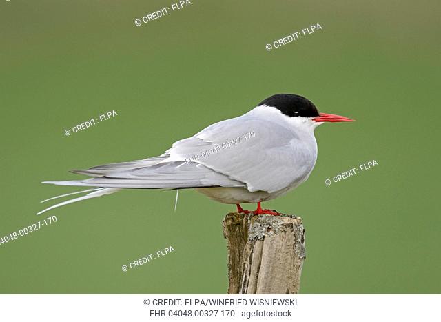 Arctic Tern (Sterna paradisaea) adult, breeding plumage, standing on fencepost, Iceland, May