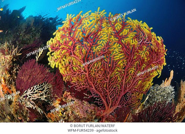 Fire Seafan on Coral Reef, Euplexaura sp., Raja Ampat, West Papua, Indonesia