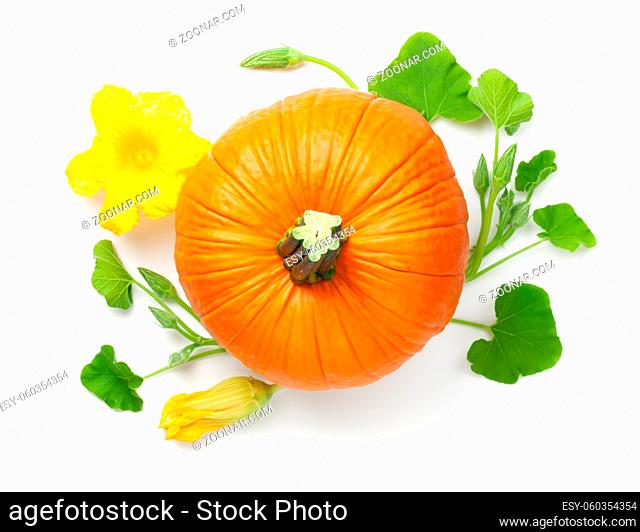Pumpkin vegetable with yellow flower and green leaves isolated over white background. View from above