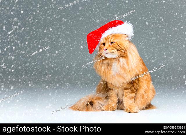 Big ginger maine coon cat in christmas santa cap over snow background. Copy space