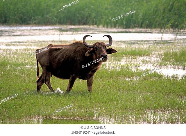 Water Buffalo, (Bubalis bubalis), adult female in stays water, Bundala Nationalpark, Sri Lanka, Asia