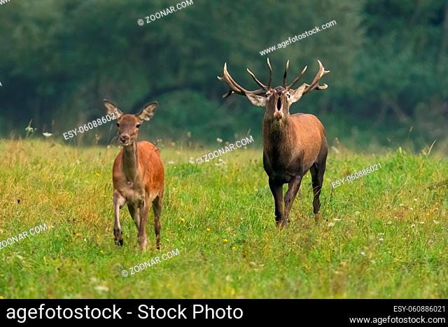 Couple red deer, cervus elaphus, approaching on meadow in mating season. Stag roaring and following a hind in wildflowers in autumn nature