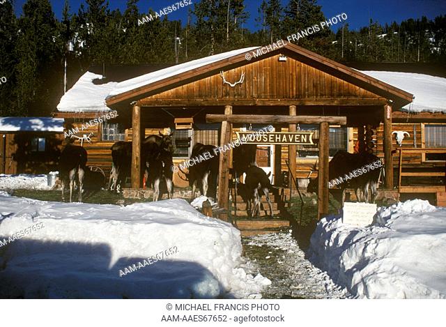Moose (A. alces shirasi) mixed Group feeding off Porch at private Home, Wyoming