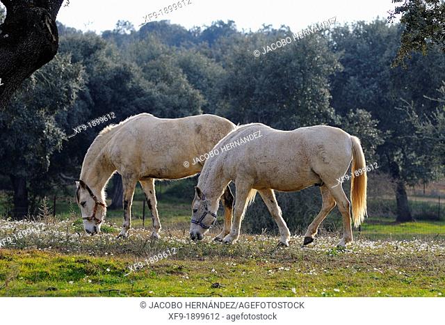 Horses in dehesa Badajoz province Extremaura Spain