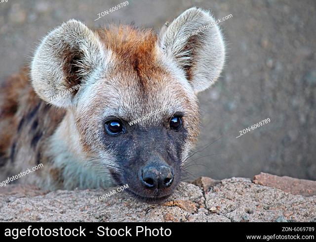 Junge Tüpfelhyäne, Kruger Nationalpark, Südafrica; young hyena, south africa, wildlife, Crocuta crocuta