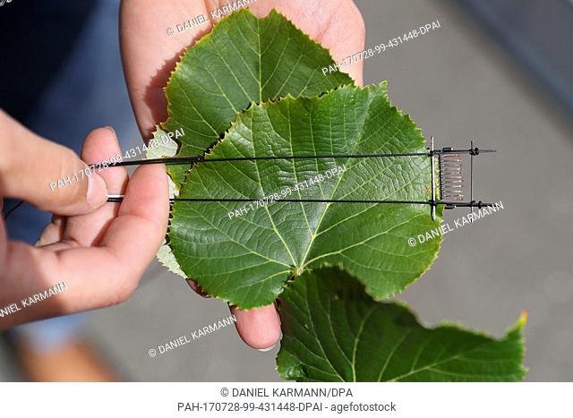 A leave temperature sensore is fixed to a leave of a silver lime (Tilia Tomentosa - type 'Brabant') in Wuerzburg, Germany, 28 July 2017
