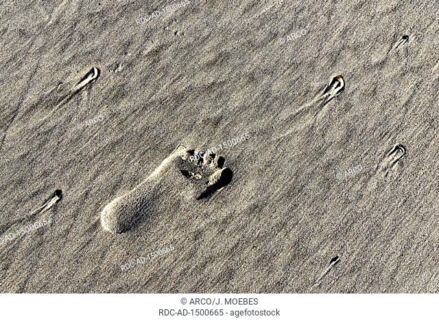 footprint in sand, Langeoog, Lower Saxony, Germany, Europe