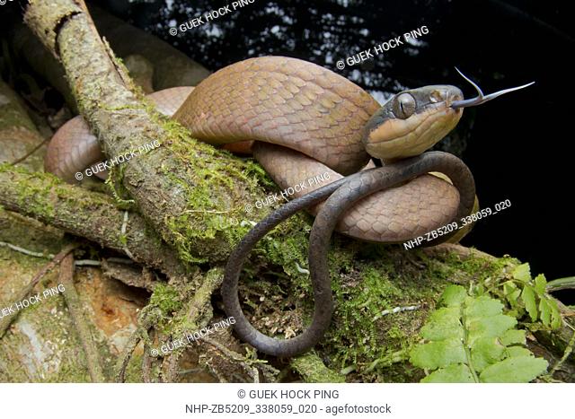Black-headed Cat Snake (Boiga nigriceps), Poring, Sabah, Malaysian Borneo