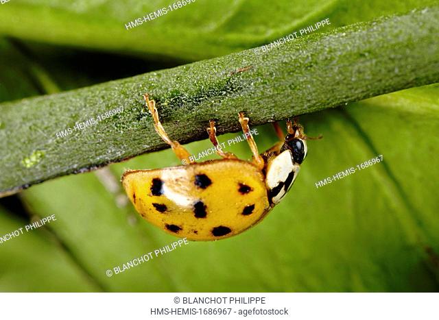 France, Coleoptera, Coccinellidae, Harlequin ladybird, Multicolored Asian lady beetle or Halloween lady beetle (Harmonia axyridis), 5 mm