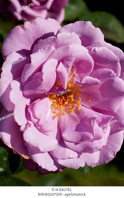 ornamental rose Rosa 'Silver Star', Rosa Silver Star, cultivar Silver Star
