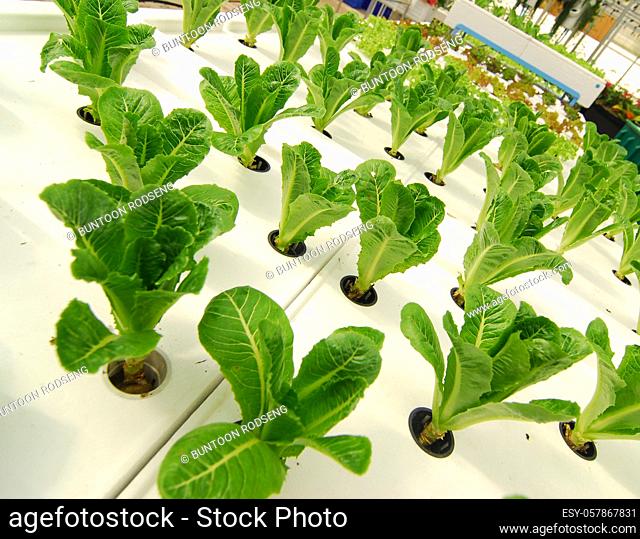Hydroponic organic vegetable plots cultivation farm