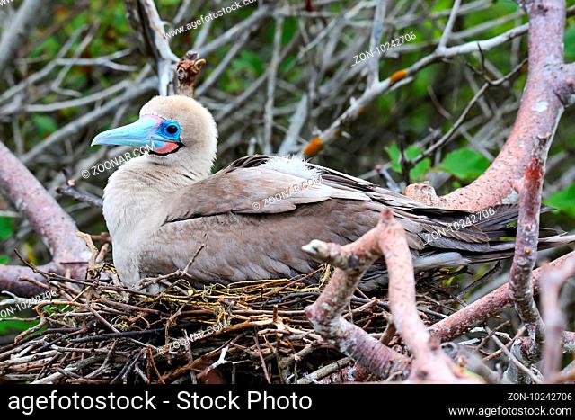 Red-footed booby (Sula sula) sitting on a nest, Genovesa island, Galapagos National Park, Ecuador