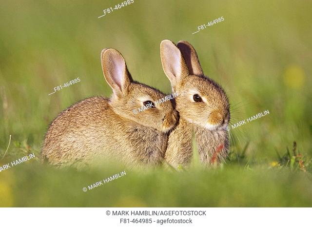 Rabbit (Oryctolagus cuniculus), two youngsters outside burrow entrance in late evening sun. Scotland. July 2005