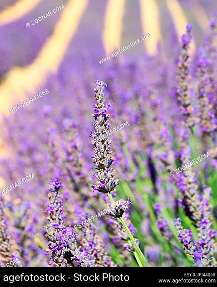 Lavendelfeld - lavender field 89