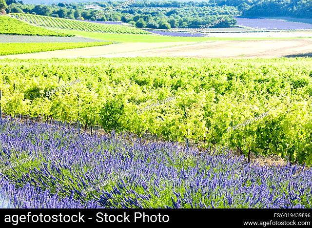 lavender field with vineyards, Drome Department, Rhone-Alpes, France