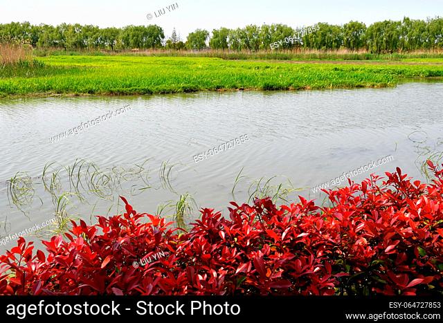 Photo of a river in the wild and plants on its banks