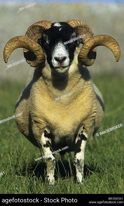 Black-faced Sheep (Ovis aries) Ram with spiral horns, close-up, Anglesey, North Wales, United Kingdom, Europe