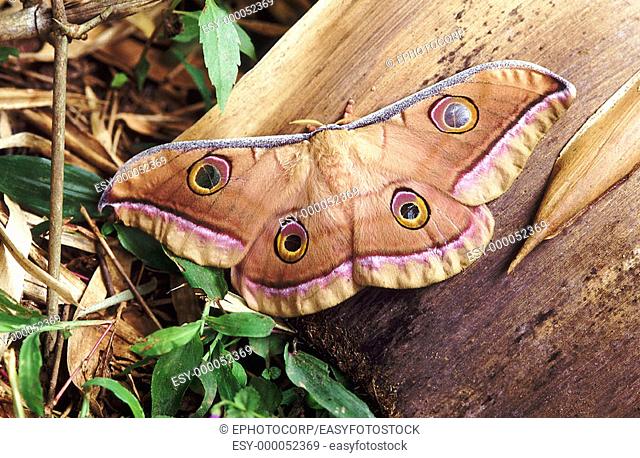 Tussah silk moth (Antheraea paphia), its cocoon is used to extract silk