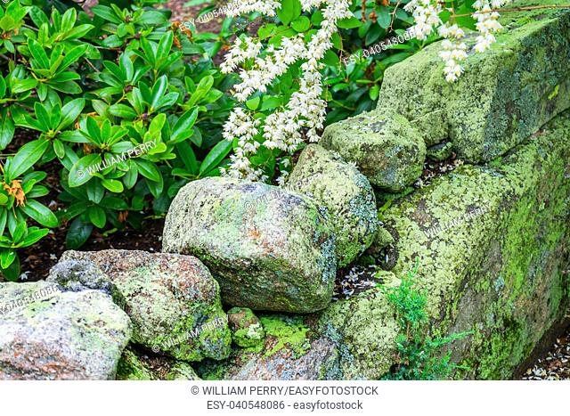 Green Mossy Old Stone Wall White Flowers New England Padnaram Dartmouth Massachusetts. Stone walls were built in the early 1600s and 1700s in New England torop...