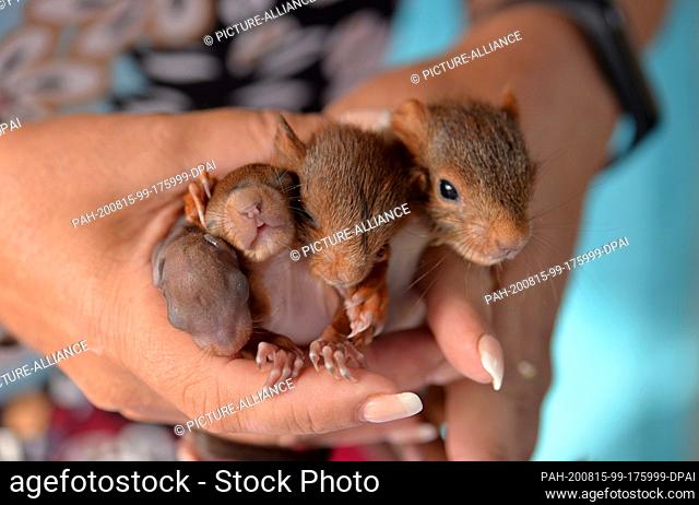 12 August 2020, France, Rémering-Les-Puttelange: Squirrel nurse Monika Pfister holds squirrels between two and five weeks old in her hands during her holiday at...