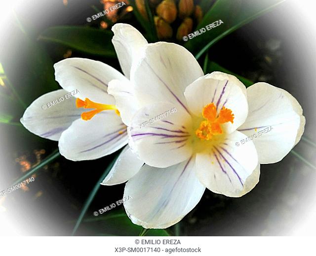 Saffron. Crocus sativus