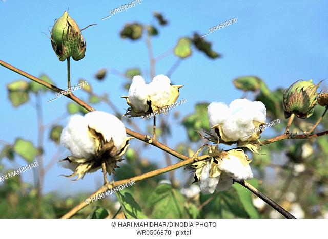 White cotton gossypium arboreum in field , Nanded , Maharashtra , India