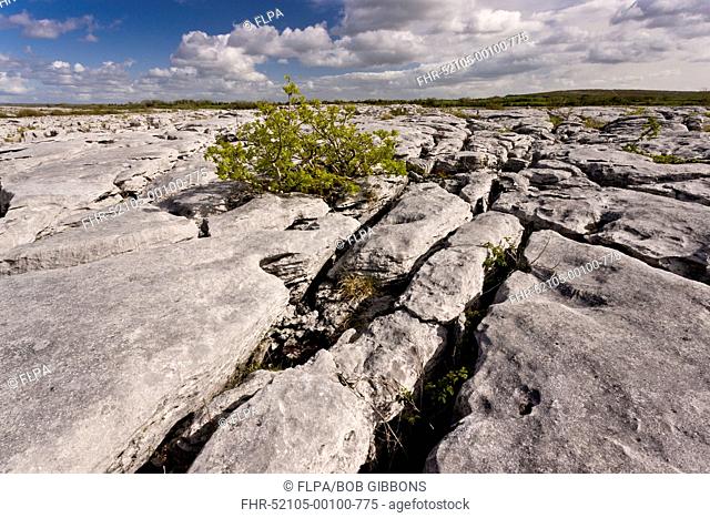 Common Ash (Fraxinus excelsior) stunted habit, growing on limestone pavement, near Lough Geallain, Burren N.P., The Burren, County Clare, Ireland, May