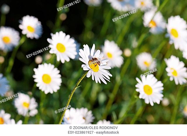 Green flowering meadow with white daisies and honey bee