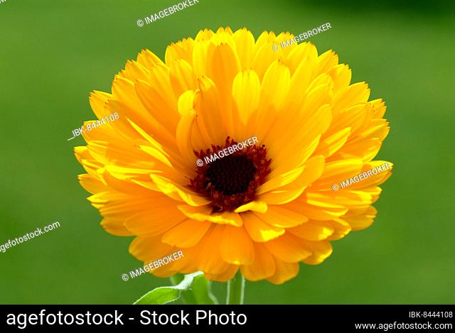 Marigold (Calendula officinalis), medicinal plant