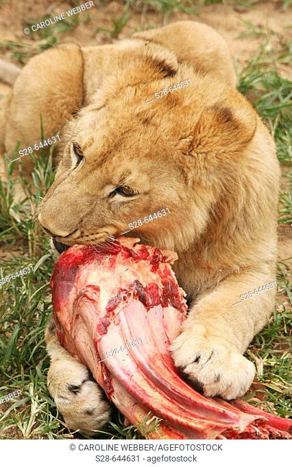 Lion feeding on carcass