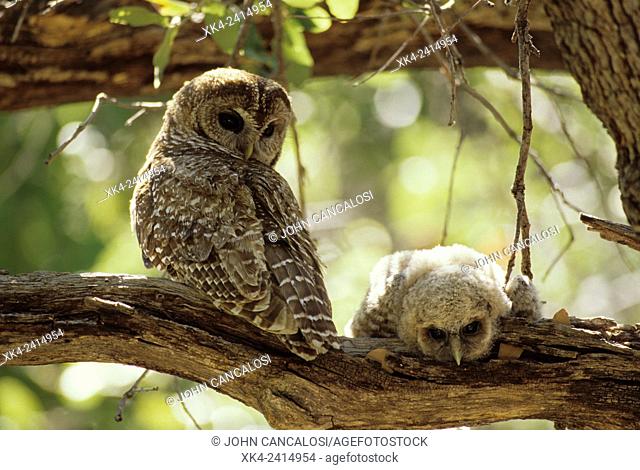Spotted Owl Mother and Young (Strix occidentalis) - Arizona - Inhabits thickly wooded canyons-humid forests - Strictly nocturnal - Uncommon - Decreasing in...