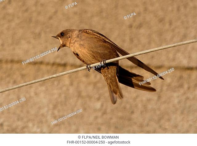 Dusky Crag-martin Hirundo concolor adult calling, perched on wire, Gujarat, India, november