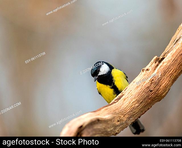 Great Tit pearched on a branch of an old dead tree. Soft, light and natural background
