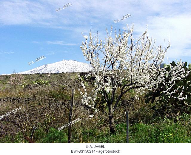 blooming cherry tree with the snow covered Mount Etna in the background, Italy, Sicilia