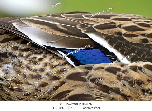 Mallard Duck (Anas platyrhynchos) adult female, close-up of speculum feathers on wing, Norfolk, England, March