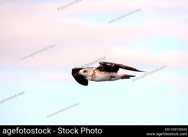 Photo Picture of a Seagull Water Bird Animal