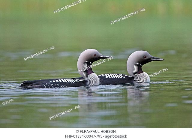 Black-throated Diver Gavia arctica adult pair, swimming on lake, Finland